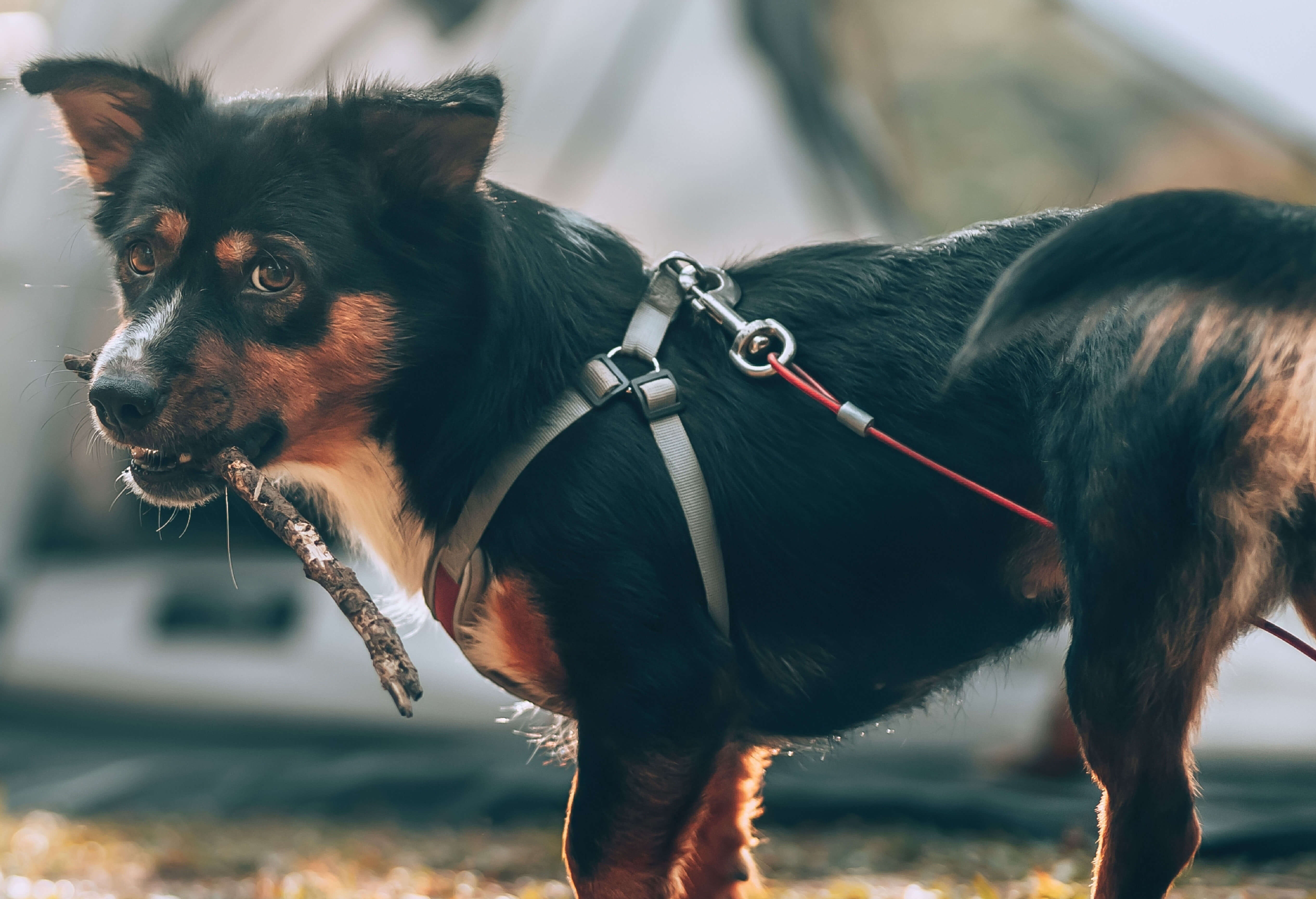 dog attached to tie out with stick in its mouth